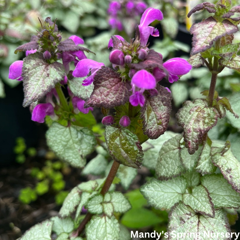 Purple Dragon Spotted Dead Nettle | Lamium maculatum single layer plant shelf  