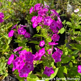 Purple Eye Flame Summer Phlox | Phlox paniculata traditional flower vase  