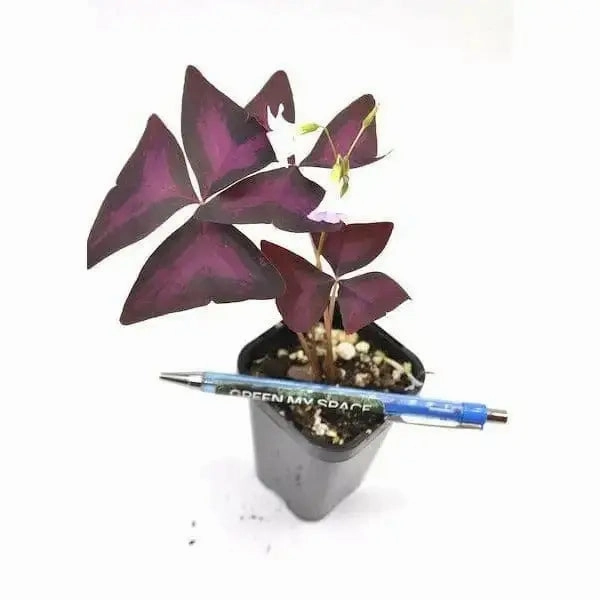 Purple Oxalis Triangularis