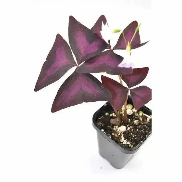 Purple Oxalis Triangularis