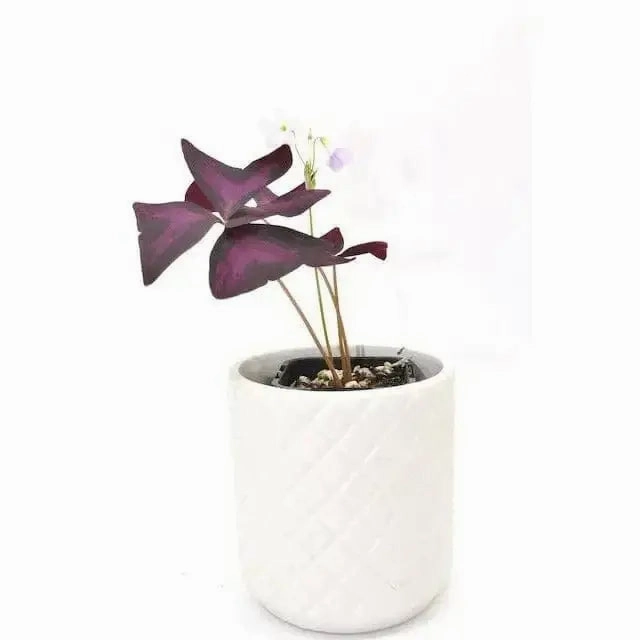 Purple Oxalis Triangularis