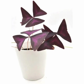 Purple Oxalis Triangularis large flower pot  