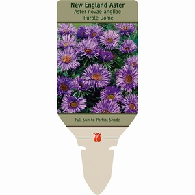 Purple Tall New England Aster | Symphyotrichum novae-angliae traditional flower vase  
