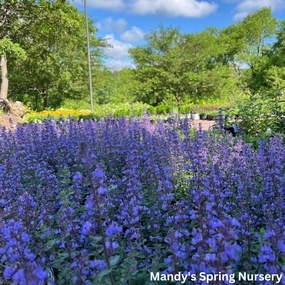 Purrsian Blue Catmint | Nepeta faassenii 'Purrsian Blue' traditional flower vase  