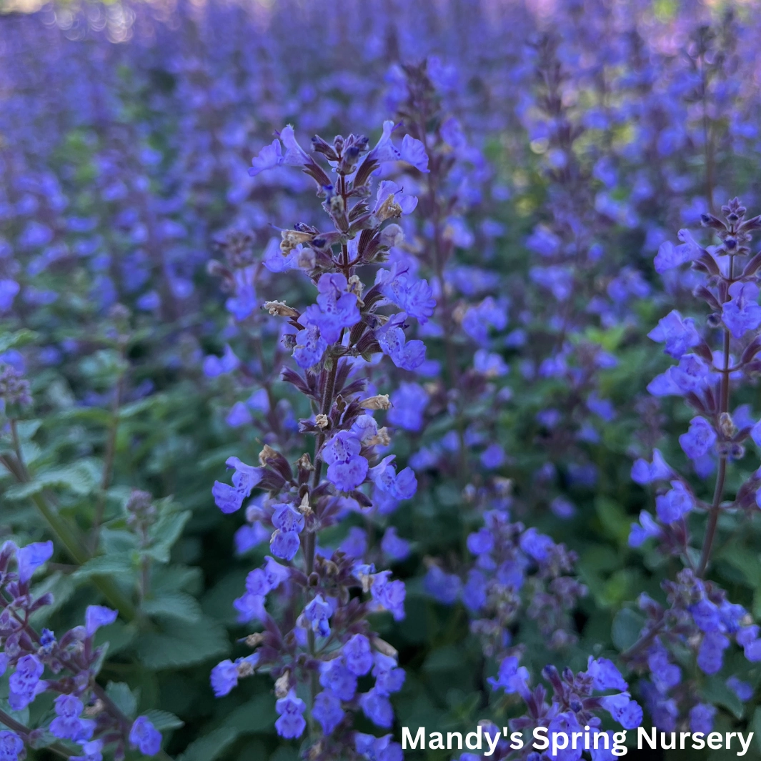 Purrsian Blue Catmint | Nepeta faassenii 'Purrsian Blue'