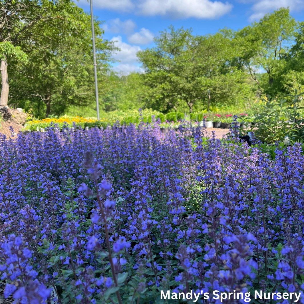 Purrsian Blue Catmint | Nepeta faassenii 'Purrsian Blue' traditional flower vase  