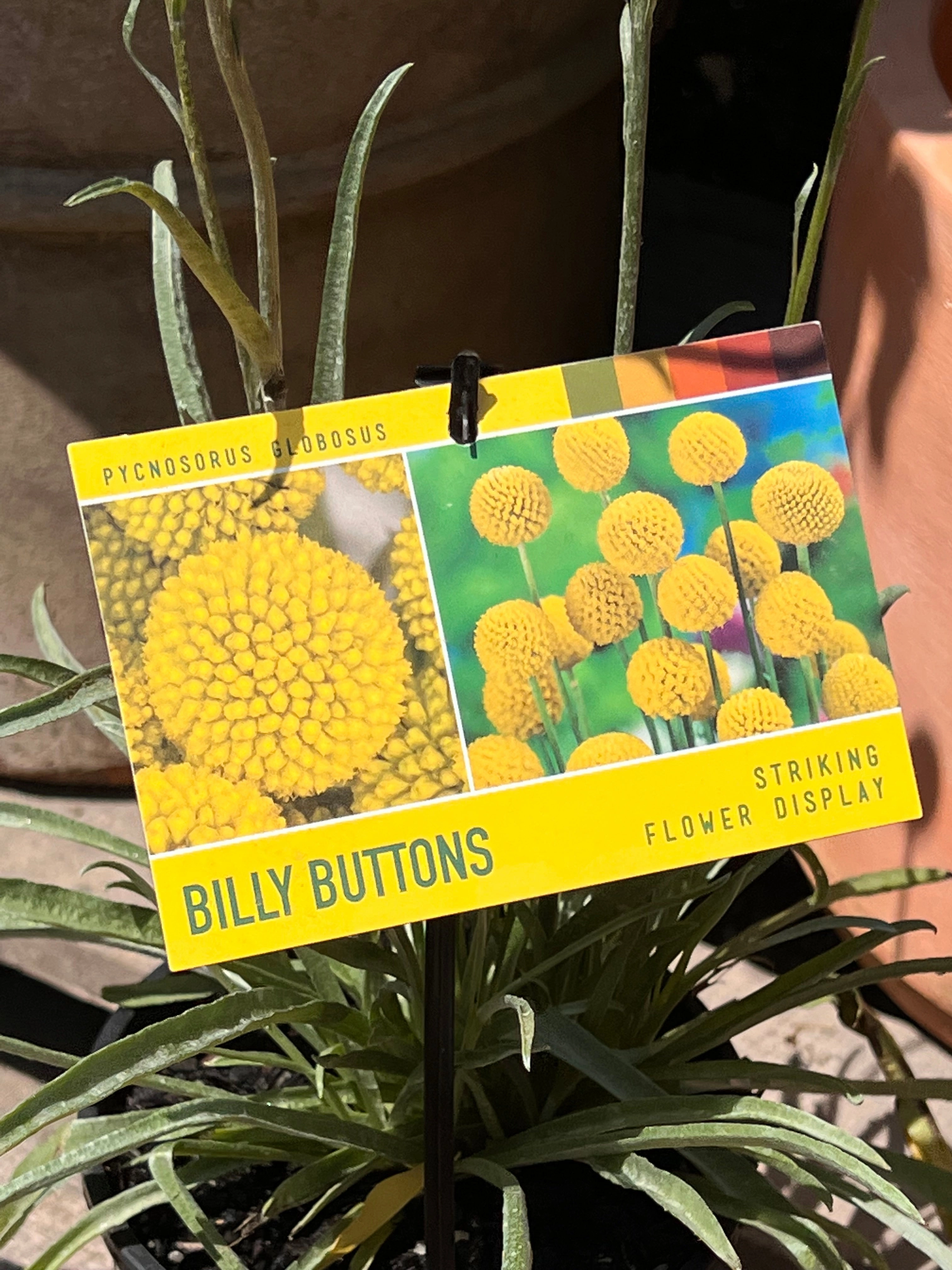 Pycnosorus globosus - Billy Buttons