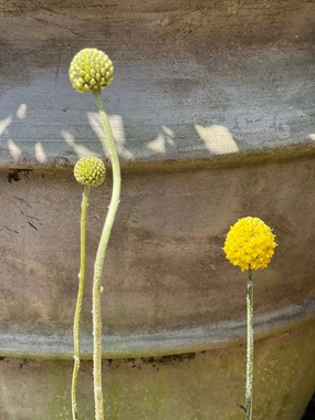 Pycnosorus globosus - Billy Buttons small flower pot  