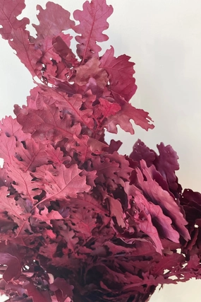 Quercus Burgundy Color Preserved Bunch indoor houseplants  