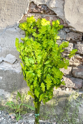 Quercus Extra Chartreuse Color Preserved Bunch indoor houseplants  