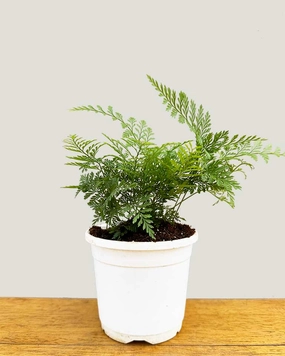 Rabbit's Foot Fern medium flower pot  