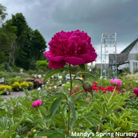 Rachel Peony | Paeonia 'Rachel' traditional flower vase  