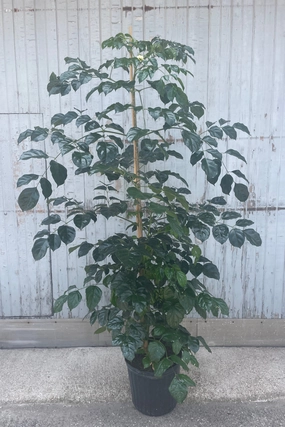 Radermachera sinica 12" medium flower pot  