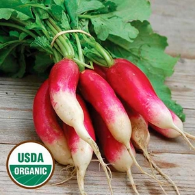 Radish, French Breakfast Organic Seeds small flower pot  