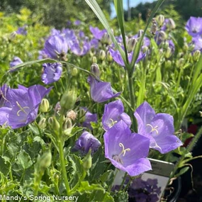 Rapido Blue Bellflower | Campanula carpatica single layer plant shelf  