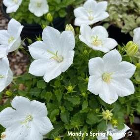 Rapido White Bellflower | Campanula carpatica single layer plant shelf  