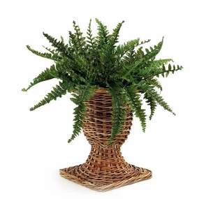 Rattan French Country Urn plant seeds  