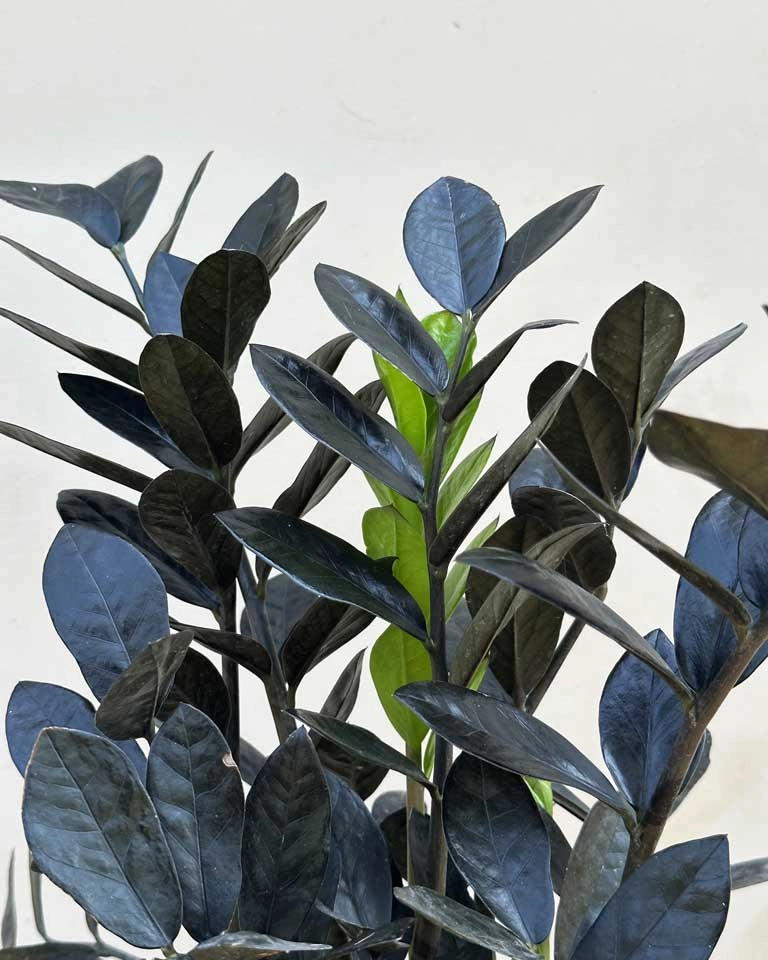 Raven Black ZZ Plant