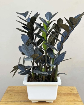 Raven Black ZZ Plant medium flower pot  