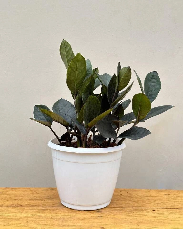 Raven ZZ Plant Small (Zamioculcas Zamiifolia) medium flower pot  