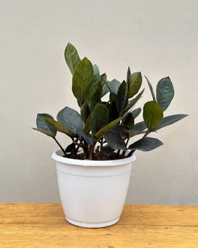 Raven ZZ Plant Small (Zamioculcas Zamiifolia) medium flower pot  