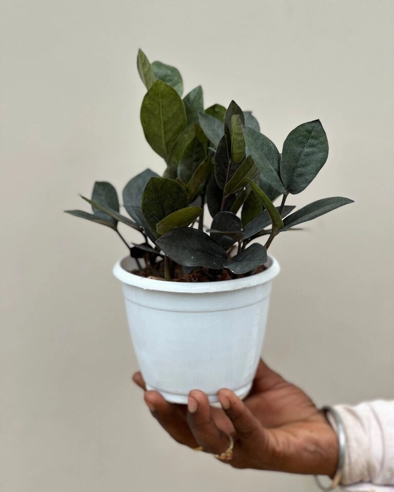 Raven ZZ Plant Small (Zamioculcas Zamiifolia)