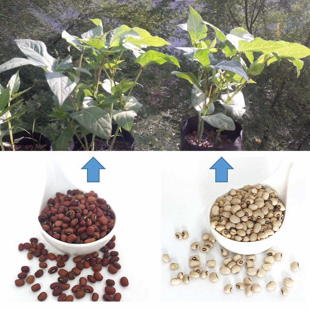 Red and White Long Yard Beans (Combo)