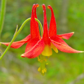 Red Columbine | Aquilegia canadensis single layer plant shelf  
