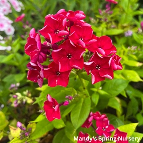 Red Flame Phlox | Phlox paniculata 'Red Flame' traditional flower vase  