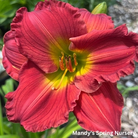 Red Hot Returns Daylily | Hemerocallis 'Red Hot Returns' traditional flower vase  
