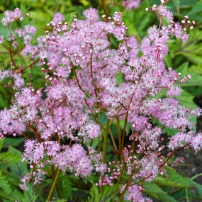 Red Umbrellas Queen of the Prairie | Filipendula traditional flower vase  
