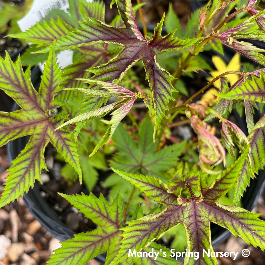 Red Umbrellas Queen of the Prairie | Filipendula