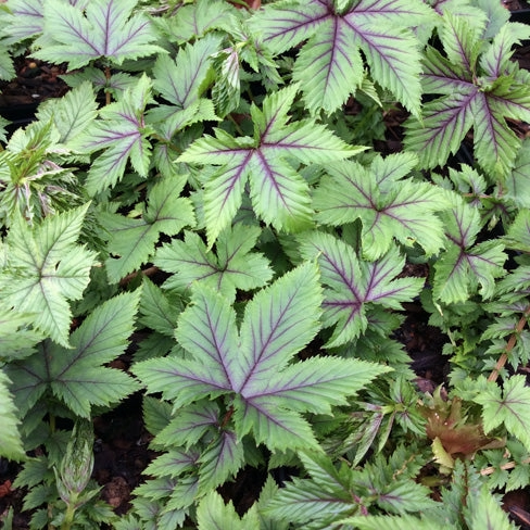 Red Umbrellas Queen of the Prairie | Filipendula