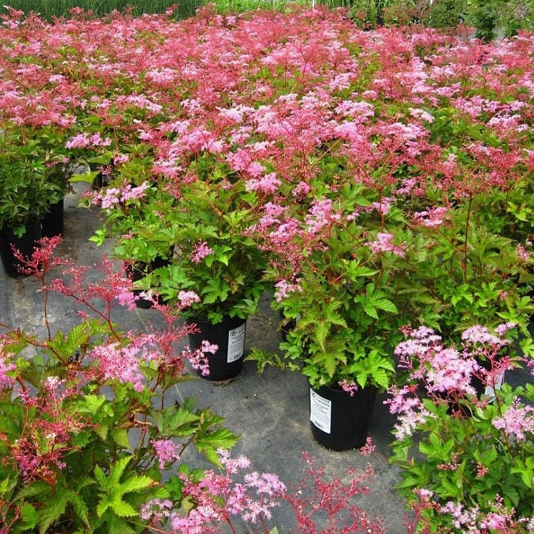 Red Umbrellas Queen of the Prairie | Filipendula