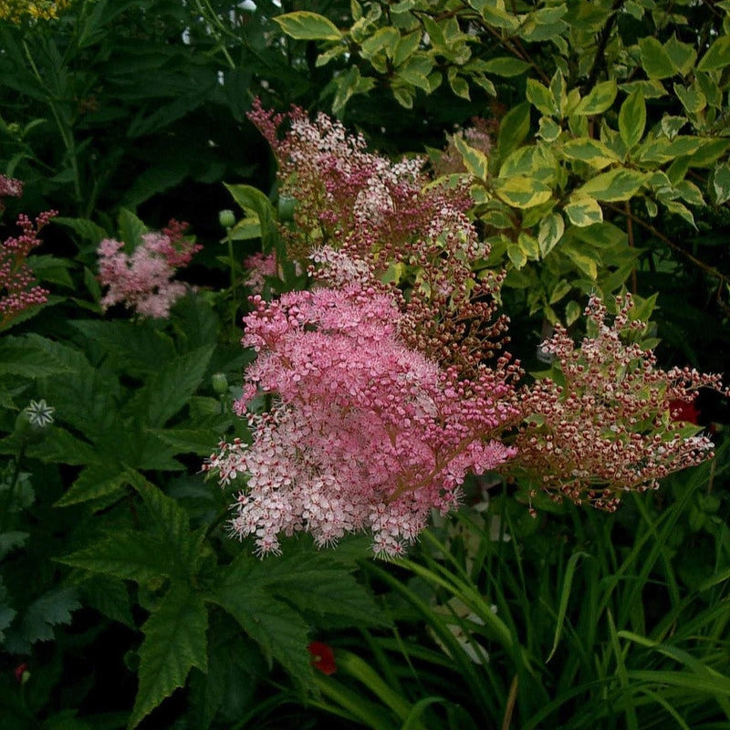Red Umbrellas Queen of the Prairie | Filipendula