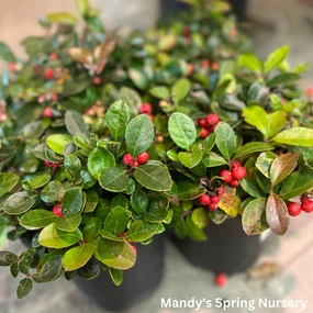 Redwood Checkerberry | Gaultheria procumbens single layer plant shelf  