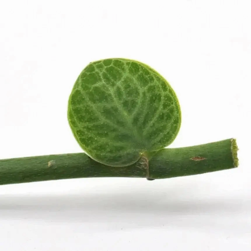 Rhaphidophora Cryptantha - cutting