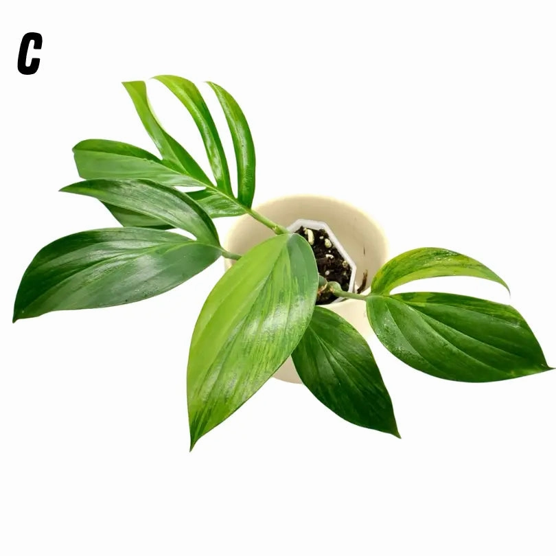 Rhaphidophora decursiva 'Aurea'