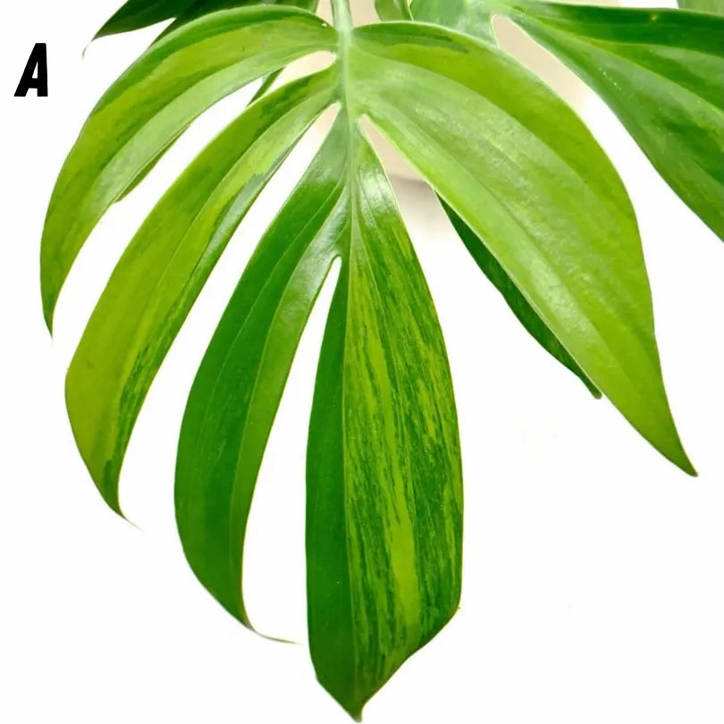 Rhaphidophora decursiva 'Aurea'