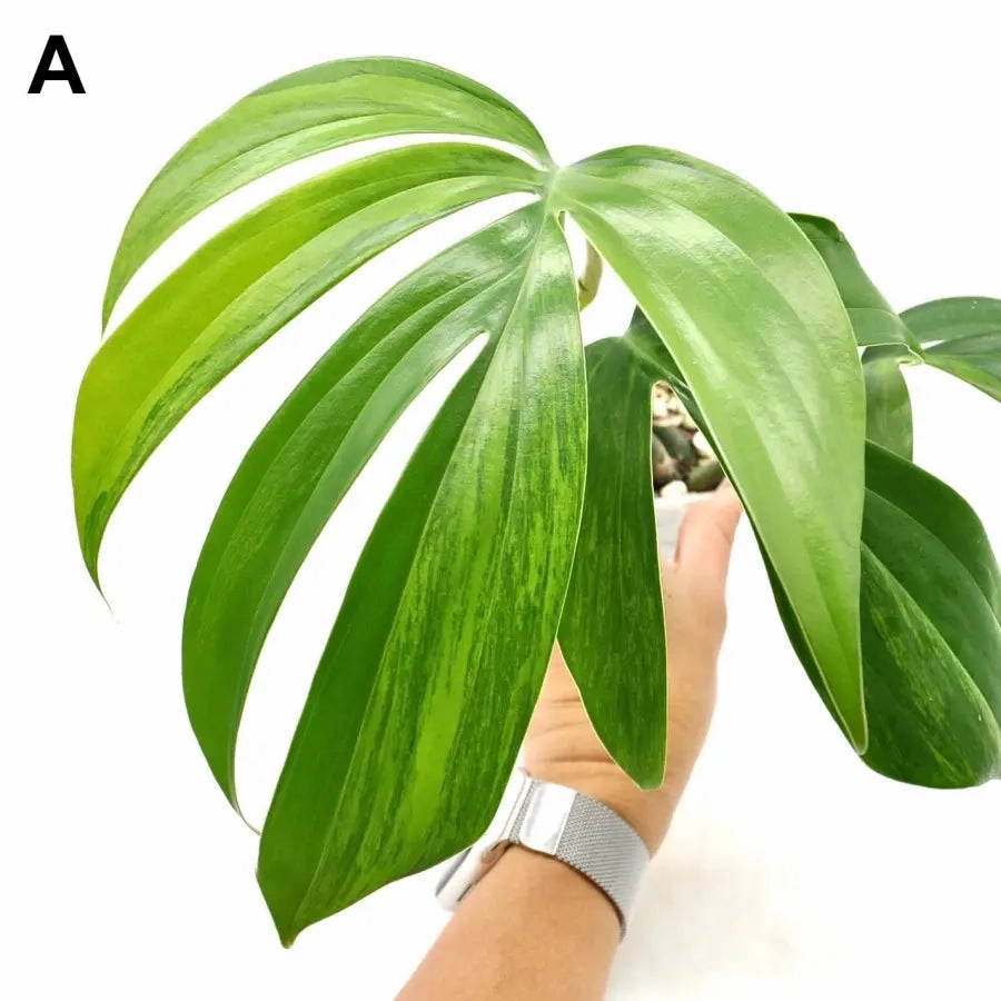 Rhaphidophora decursiva 'Aurea'