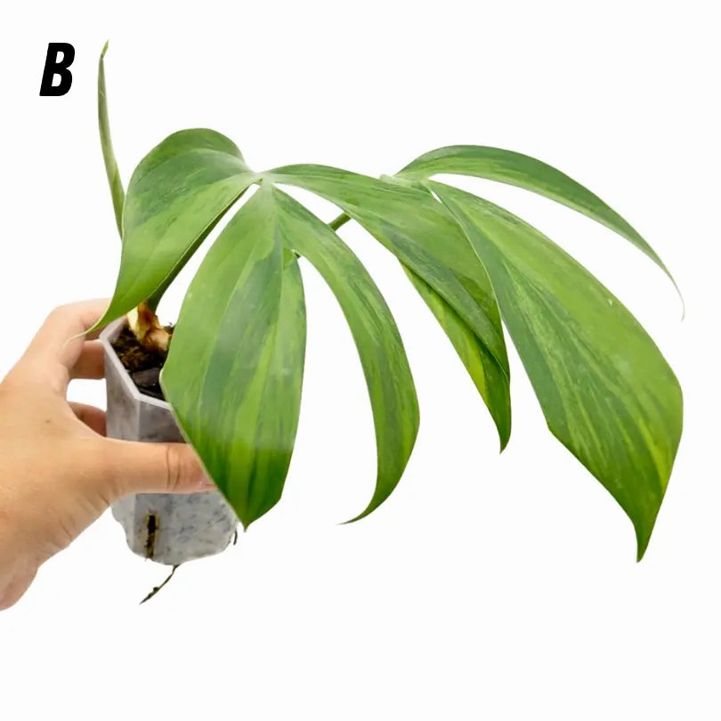 Rhaphidophora decursiva 'Aurea'