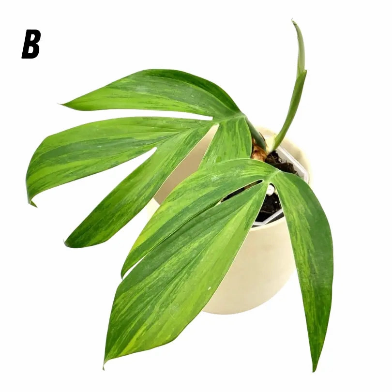 Rhaphidophora decursiva 'Aurea'