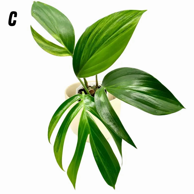 Rhaphidophora decursiva 'Aurea'