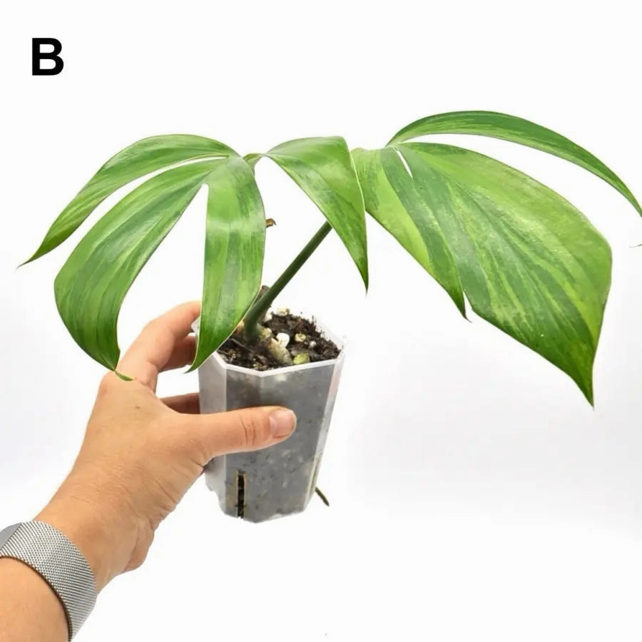 Rhaphidophora decursiva 'Aurea'