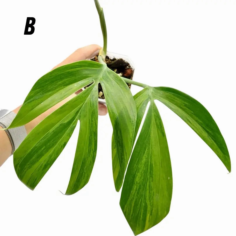 Rhaphidophora decursiva 'Aurea'