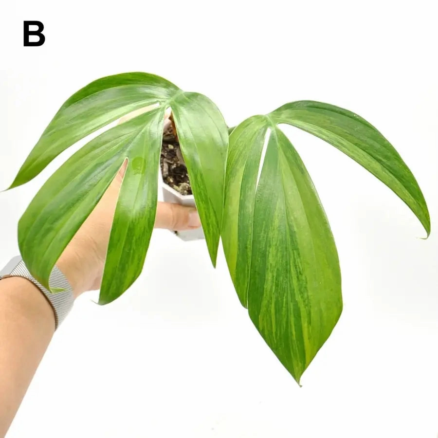 Rhaphidophora decursiva 'Aurea'