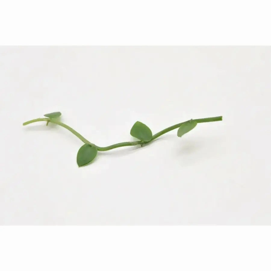 Rhaphidophora Hayi - cutting