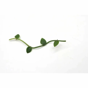 Rhaphidophora Hayi - cutting large flower pot  