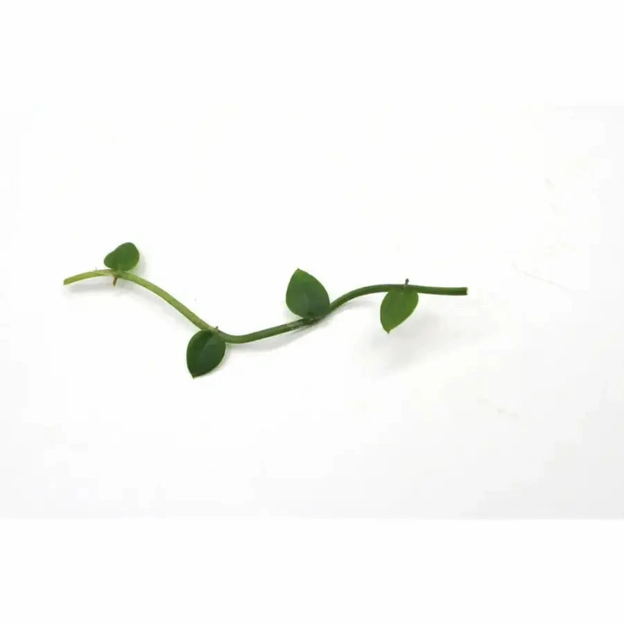 Rhaphidophora Hayi - cutting large flower pot  