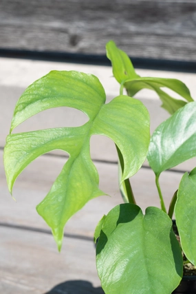 Rhaphidophora tetrasperma 4" medium flower pot  